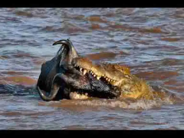 Video: TOP 10 ANIMALS WITH STRONGEST BITES FORCE || When Animal Attack With Strongest Bites